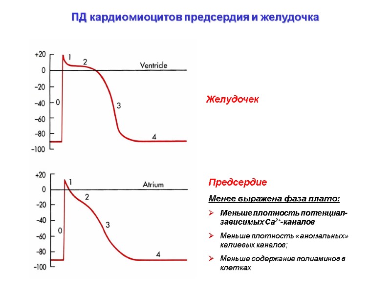 ПД кардиомиоцитов предсердия и желудочка Желудочек Предсердие Менее выражена фаза плато: Меньше ПД кардиомиоцитов предсердия и желудочка Желудочек Предсердие Менее выражена фаза плато: Меньше